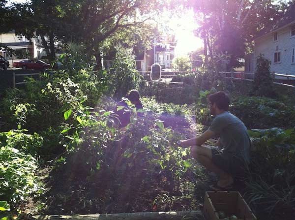 Harvest time